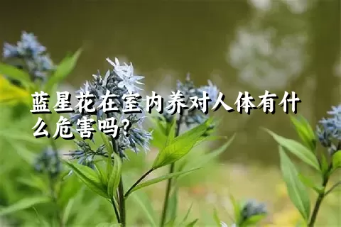 蓝星花在室内养对人体有什么危害吗？