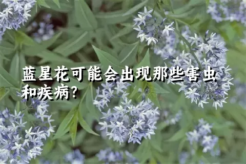 蓝星花可能会出现那些害虫和疾病？