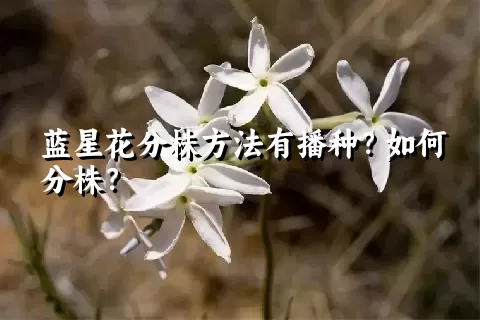 蓝星花分株方法有播种？如何分株？