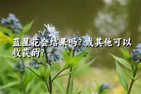 蓝星花会结果吗？或其他可以收获的？