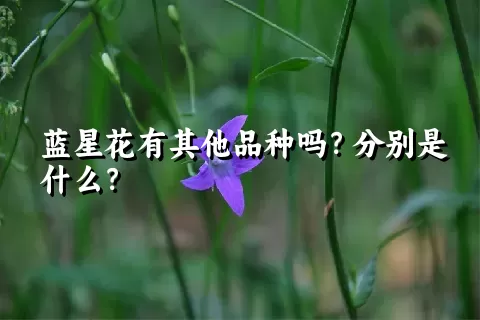 蓝星花有其他品种吗？分别是什么？