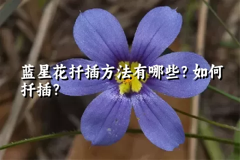 蓝星花扦插方法有哪些？如何扦插？