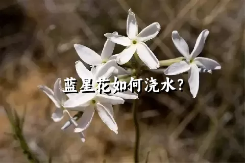 蓝星花如何浇水？