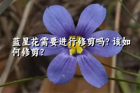 蓝星花需要进行修剪吗？该如何修剪？