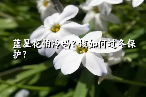 蓝星花怕冷吗？该如何过冬保护？