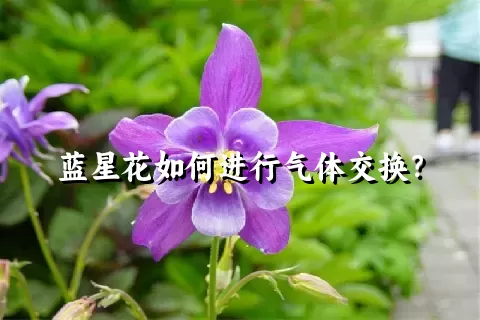 蓝星花如何进行气体交换？