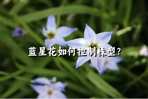 蓝星花如何控制株型？