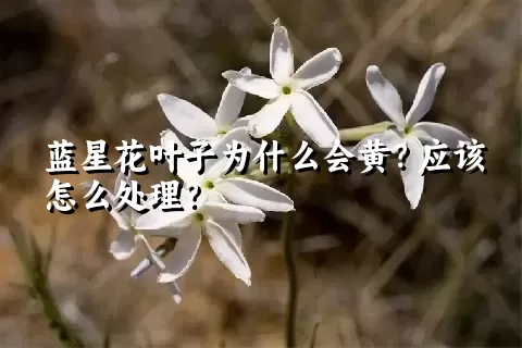 蓝星花叶子为什么会黄？应该怎么处理？