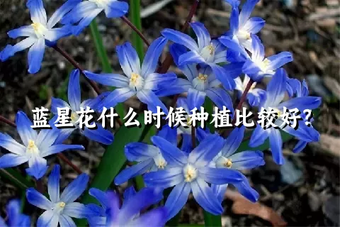 蓝星花什么时候种植比较好？