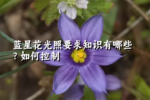 蓝星花光照要求知识有哪些？如何控制