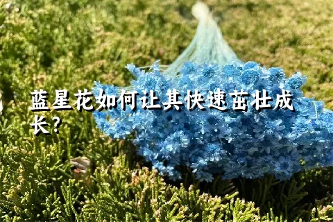 蓝星花如何让其快速茁壮成长？