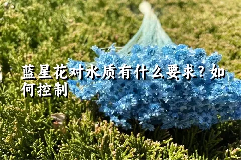 蓝星花对水质有什么要求？如何控制