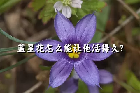 蓝星花怎么能让他活得久？