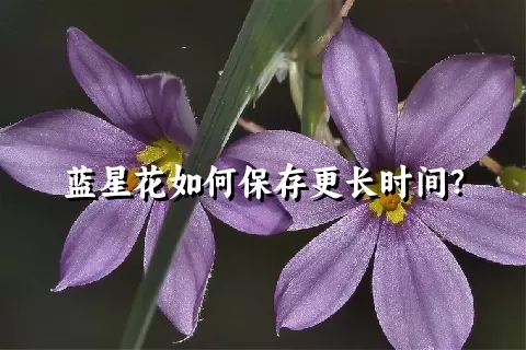 蓝星花如何保存更长时间？