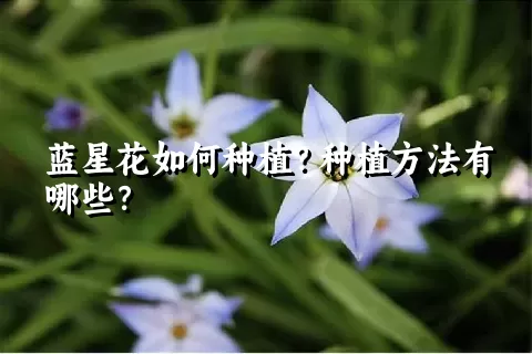 蓝星花如何种植？种植方法有哪些？