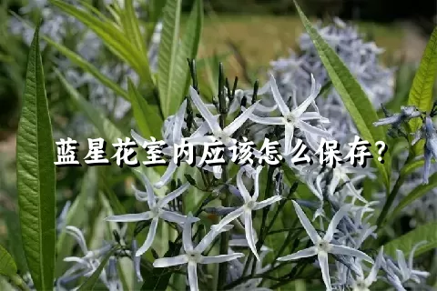 蓝星花室内应该怎么保存？