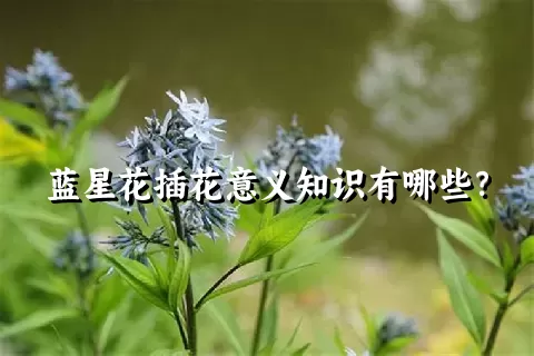 蓝星花插花意义知识有哪些？