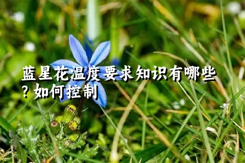 蓝星花温度要求知识有哪些？如何控制