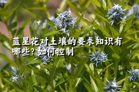 蓝星花对土壤的要求知识有哪些？如何控制