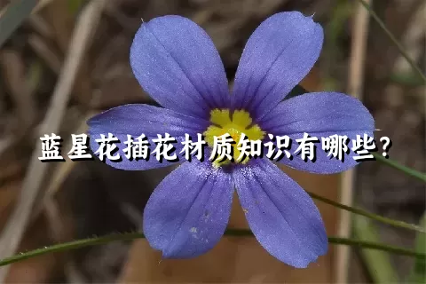 蓝星花插花材质知识有哪些？