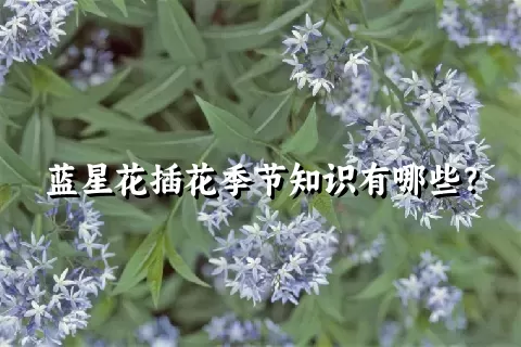 蓝星花插花季节知识有哪些？