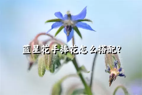 蓝星花手捧花怎么搭配？