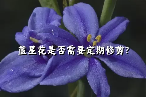 蓝星花是否需要定期修剪？