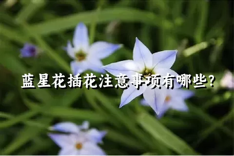 蓝星花插花注意事项有哪些？