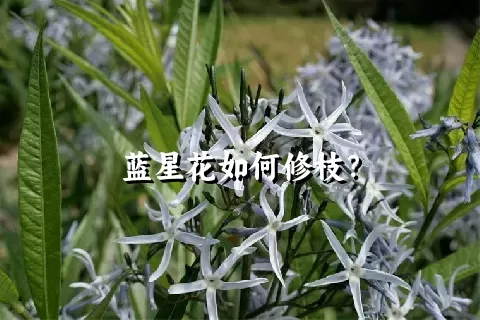 蓝星花如何修枝？