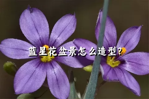 蓝星花盆景怎么造型？