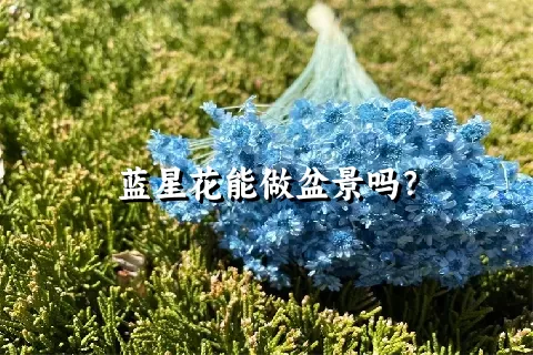 蓝星花能做盆景吗？