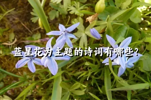 蓝星花为主题的诗词有哪些？