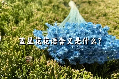 蓝星花花语含义是什么？