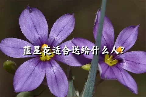 蓝星花适合送给什么人？