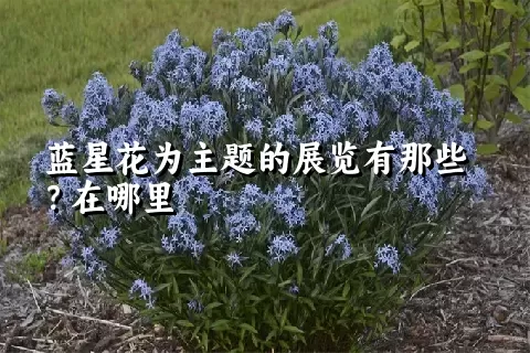 蓝星花为主题的展览有那些？在哪里