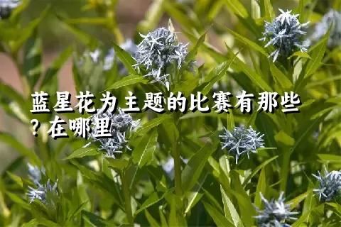 蓝星花为主题的比赛有那些？在哪里