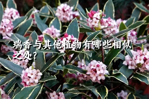 瑞香与其他植物有哪些相似之处？