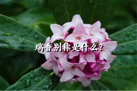 瑞香别称是什么？