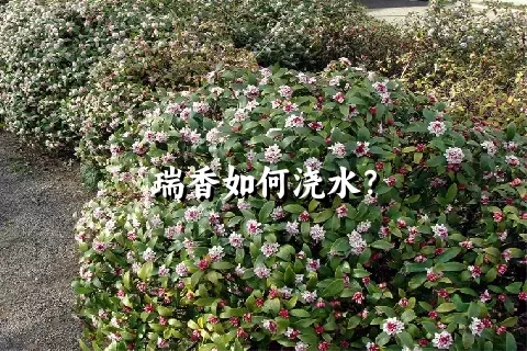 瑞香如何浇水？