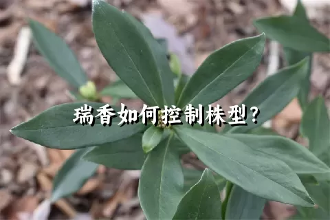 瑞香如何控制株型？