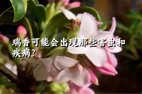 瑞香可能会出现那些害虫和疾病？