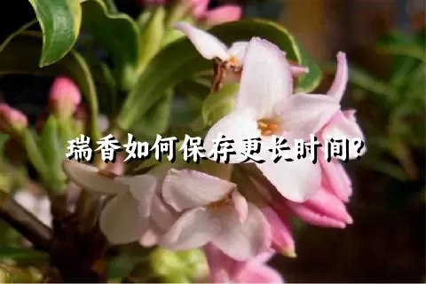 瑞香如何保存更长时间？