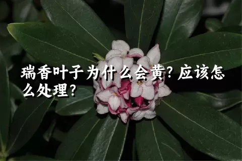 瑞香叶子为什么会黄？应该怎么处理？