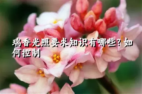 瑞香光照要求知识有哪些？如何控制