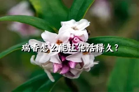 瑞香怎么能让他活得久？