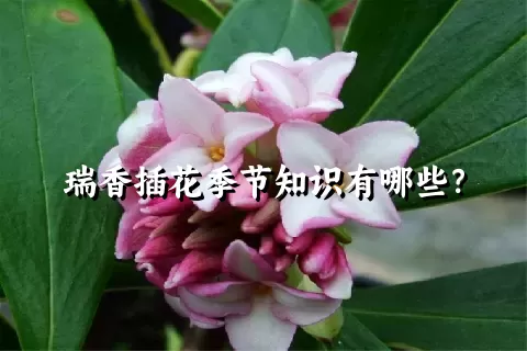 瑞香插花季节知识有哪些？