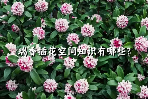 瑞香插花空间知识有哪些？