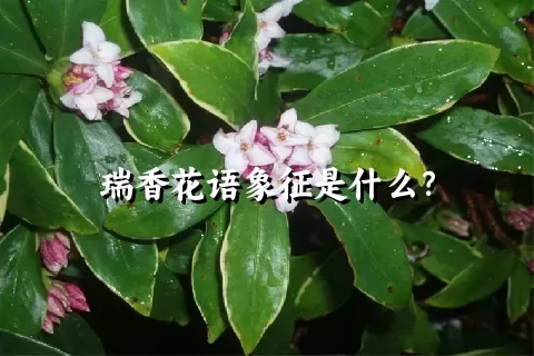 瑞香花语象征是什么？