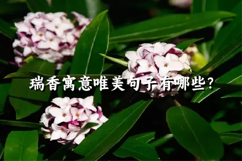 瑞香寓意唯美句子有哪些？