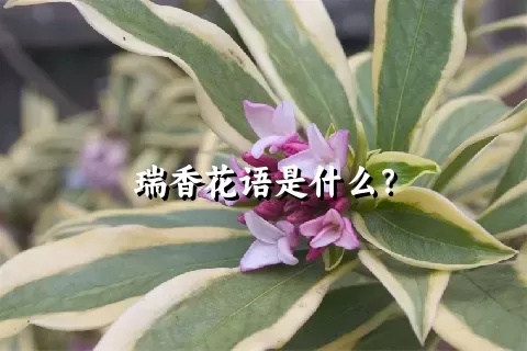 瑞香花语是什么？